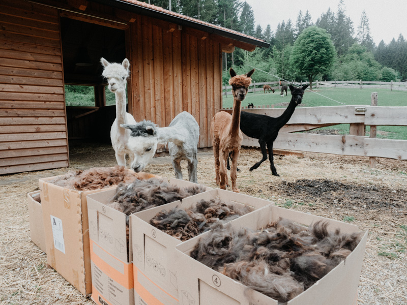 Alpakas